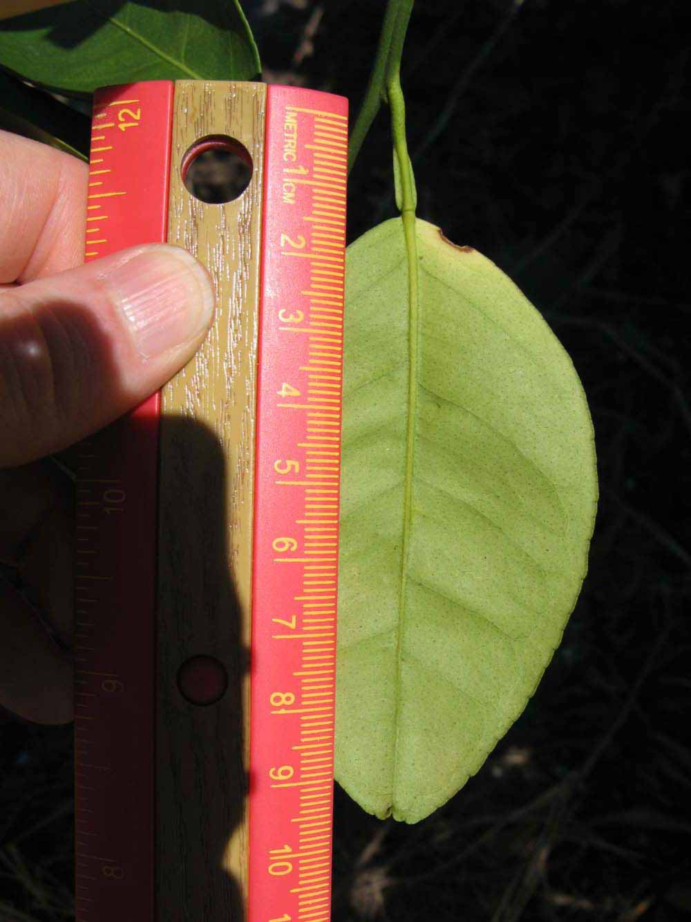              Unifoliolate leaf (Winter Haven, FL)       